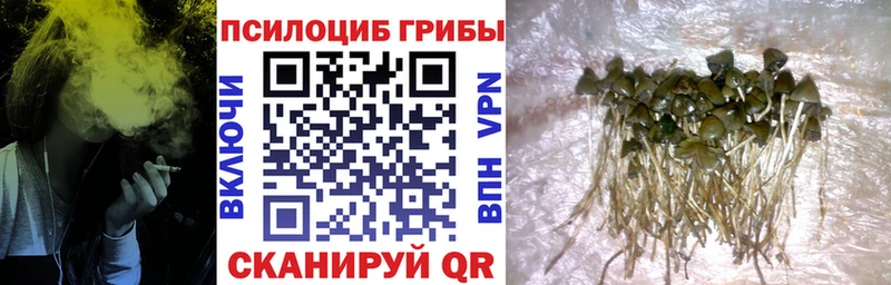 Галлюциногенные грибы GOLDEN TEACHER  Купить  Макаров 